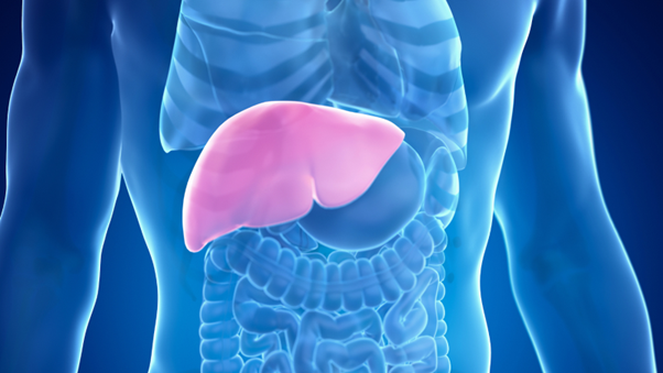 illustration of human body highlighting the liver, representing how Wilson's disease affects this organ and can cause severe damage